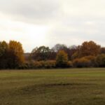 Wiese auf dem Buchenbergplateau