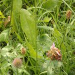 Tropfen und Insekten