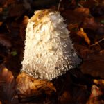 Nicht mehr genießbar, aber trotzdem fotogen