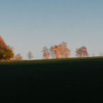 Baumreihe im Sonnenuntergang