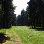 Kurz darauf Wollgras