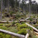 Handgeschälter Windwurf Handgeschälter Windwurf