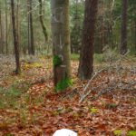 Unidentifizierte Grenzsteine Unidentifizierte Grenzsteine