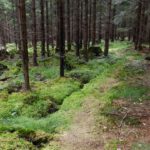 Schöner Waldpfad Schöner Waldpfad