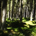 Mini-Šumava Mini-Šumava