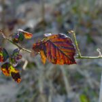 Überbleibsel aus dem Herbst