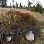 Verblühtes Heidekraut