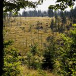 Erste Andeutung des Zwieselten Filz