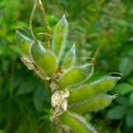 Samenstände Samenstände