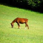 Gut geripptes Pferd. Ob das normal oder gesund ist, weiß ich nicht
