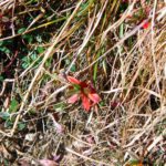 Farbtupfer Farbtupfer