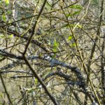 Junges und altes Holz