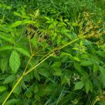 Unterschiedliche Reifegrade Unterschiedliche Reifegrade