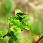 Auf den Heidelbeerpflanzen ist Hochbetrieb