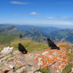 Dohlen vor dem Bregenzerwald. Der Bodensee war sichtbar, was auf dem Foto nicht wirklich rüberkommt Dohlen vor dem Bregenzerwald. Der Bodensee war sichtbar, was auf dem Foto nicht wirklich rüberkommt
