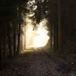 Das Licht am Ende des Waldes