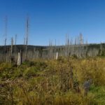 Kamm vom Falkenstein zum Lackenberg