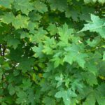 Diese Blätter habe ich schon vermisst