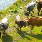 Zeit für etwas Zärtlichkeit