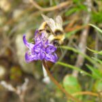 That's why I am so grateful that you allowed me to take photographs of your work in flowers I love you bumblebee I really do