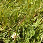 Wir haben alle Regenwürmer am Leben gelassen