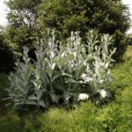 Imposante Distel Imposante Distel