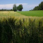 Halb gemäht Halb gemäht