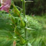 Oben blüht es noch, unten ist man schon weiter Oben blüht es noch, unten ist man schon weiter