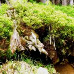 Manchmal können Wurzeln von Luft und Liebe leben