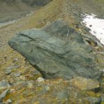 Versteinerter Riesenmurmeltierkopf