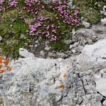 Es frühlingt Es frühlingt