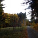 Lichtung bei der Zelená chýše