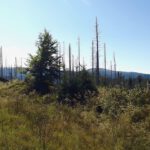 Mit gesunden Bäumen gäbe es hier keine Aussicht