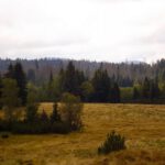 Wer schaut denn da hervor?