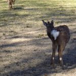 Rehe am Waldhaus Einsiedel