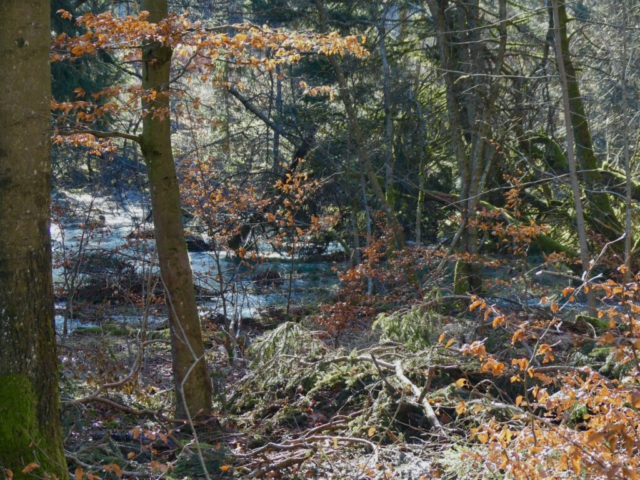 Tümpel neben der Waldklimastation