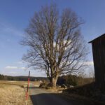 Markanter Baum an der Oberen Kellermühle