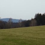 Ganz verstohlen schaut die Haltrava hervor