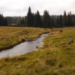 Weite Wälder im Filzgebiet