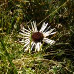 Dazwischen blühen auch einzelne Strohblumen