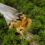 Umgeknickt Umgeknickt