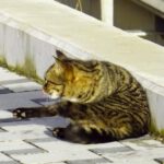 Bauernlöwe, wenig interessiert