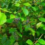 Dass diese schönen Holunderbeeren noch niemand geernet hat verwundert schon