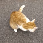 Felix, das inoffizielle Lehrgangsmaskottchen