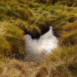 Sonniges Tümpelchen