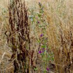 Dürreopfer und Überlebendes