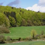 Röschenberg vor dem Kugelhof