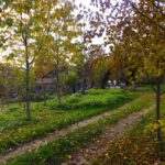 Gut dimensionierter Schrebergarten