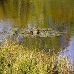 Seerosen im Feuerwehrteich