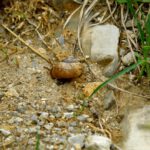 Diese Schnecke weiß auch nicht, was sie bei diesem Wetter machen soll. Weiterkriechen oder zurück ins Hüsli? Diese Schnecke weiß auch nicht, was sie bei diesem Wetter machen soll. Weiterkriechen oder zurück ins Hüsli?